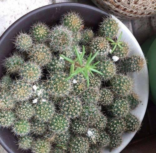 仙人球盆栽表面铺的石子有什么作用？
