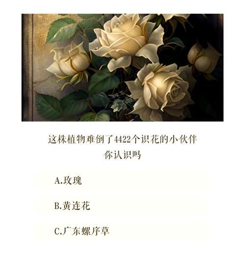 红白玫瑰组合的花语含义是什么？