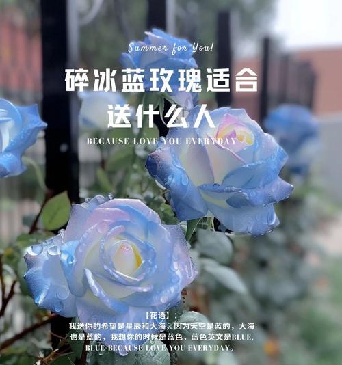 红白玫瑰组合的花语含义是什么？