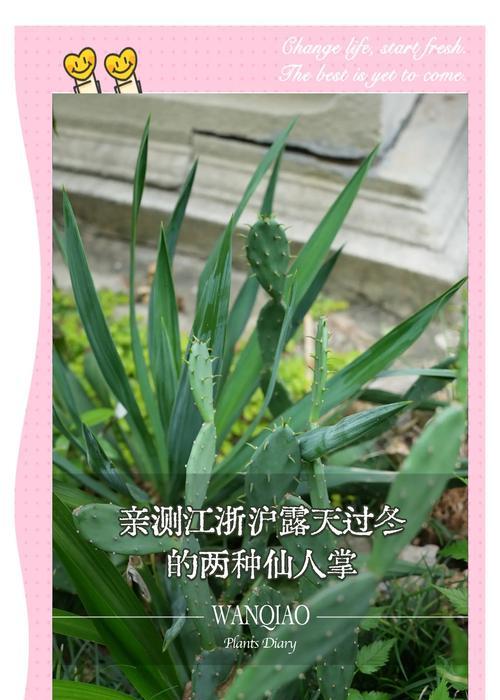 如何正确种植新带回的仙人掌？