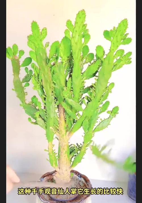 如何正确种植新带回的仙人掌？