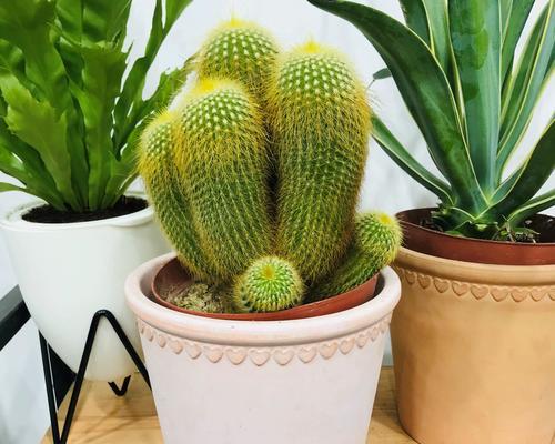 如何正确种植新带回的仙人掌？