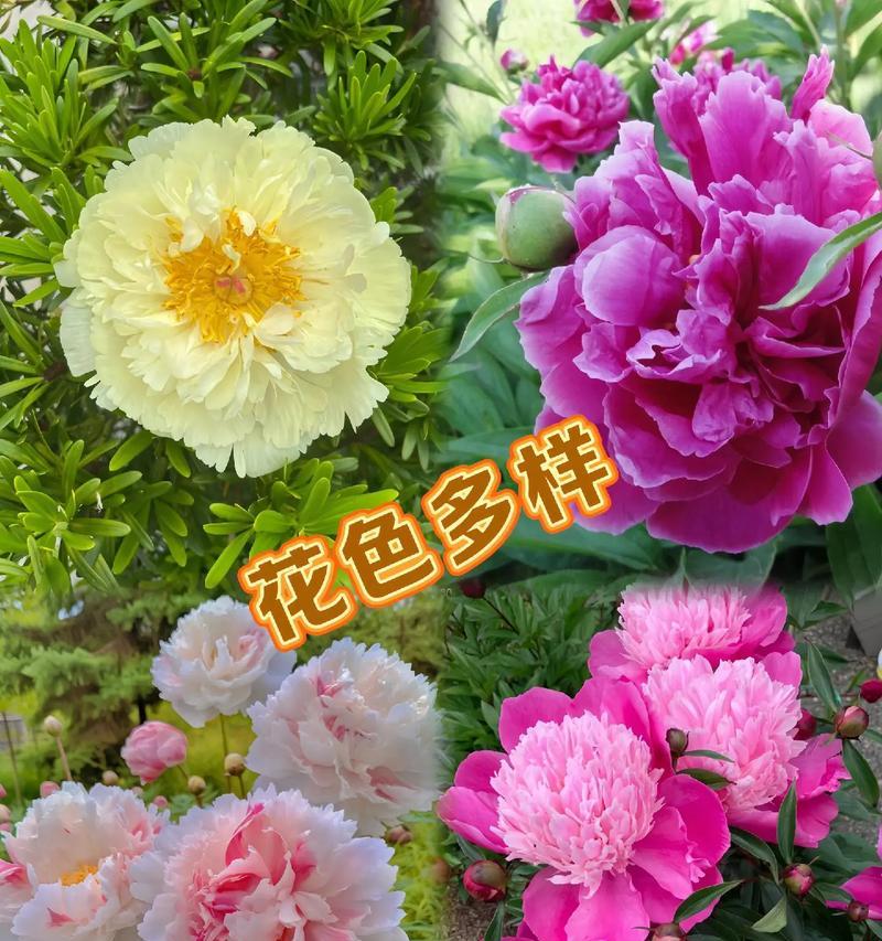 橘色芍药的花语有何寓意？