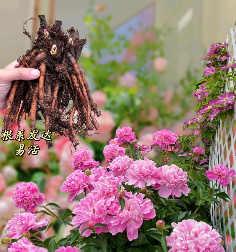 橘色芍药的花语有何寓意？