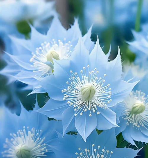 蓄力的花语代表了哪种花？