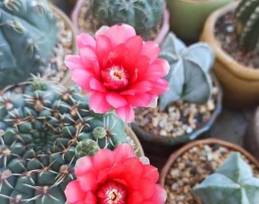 仙人球花苞带盆的养殖方法是什么？