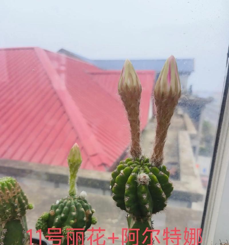 仙人球花苞带盆的养殖方法是什么？