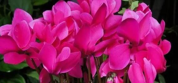 蓄力的花语代表了哪种花？