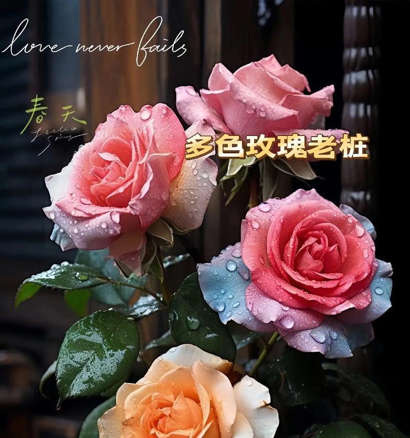 大片玫瑰花的种植技巧是什么？如何管理？
