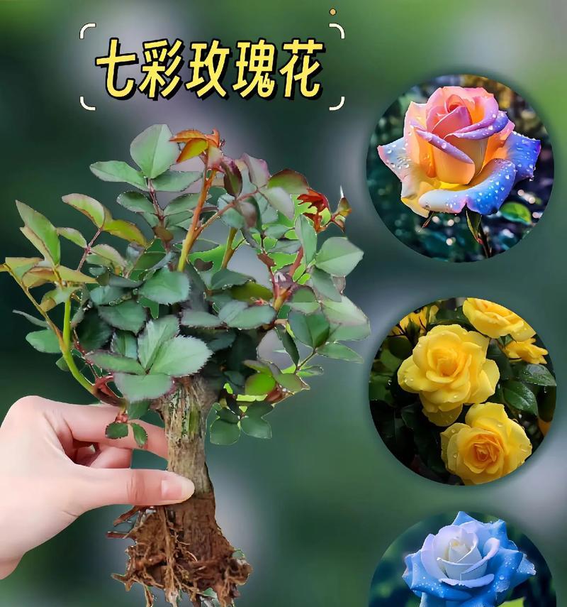 大片玫瑰花的种植技巧是什么？如何管理？