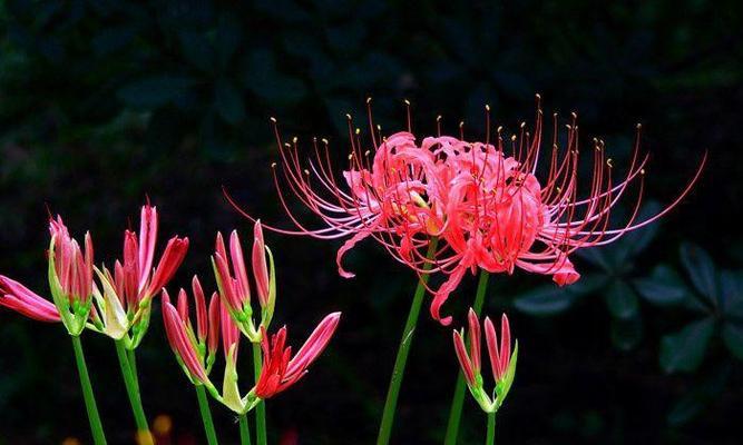 澜有什么花语？澜在花语中代表什么？