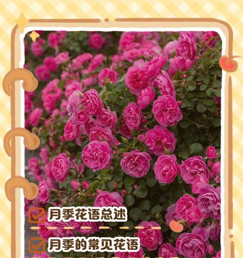月季乒乓球的花语是什么？代表了什么？