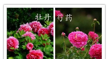 崔小姐牡丹与普通牡丹的区别在哪里？