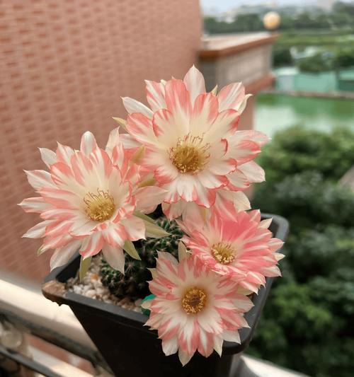 仙人球层云和魔云的区别是什么？
