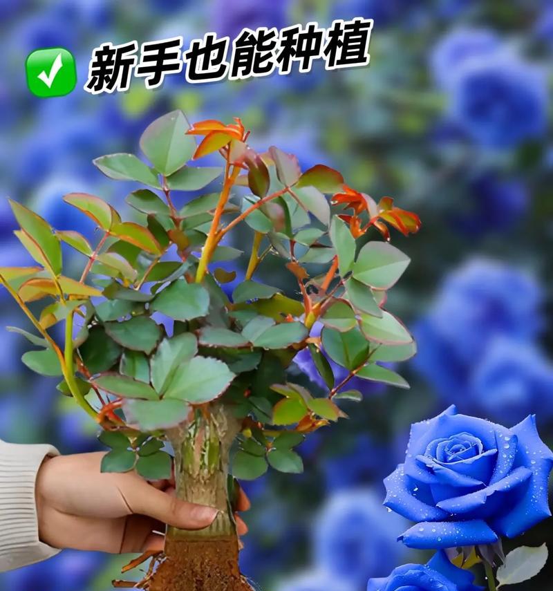 蓝色妖姬花语不熟悉时应如何理解？