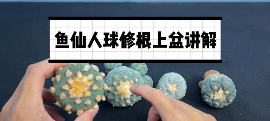 大仙人球换盆时是否需要修根？换盆后的养护要点是什么？