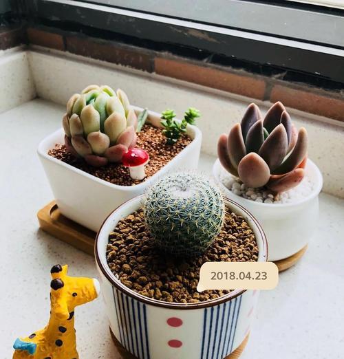 大仙人球换盆时是否需要修根？换盆后的养护要点是什么？