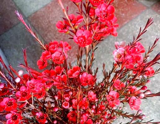 温暖美好的花语有哪些？它们各自表达什么？