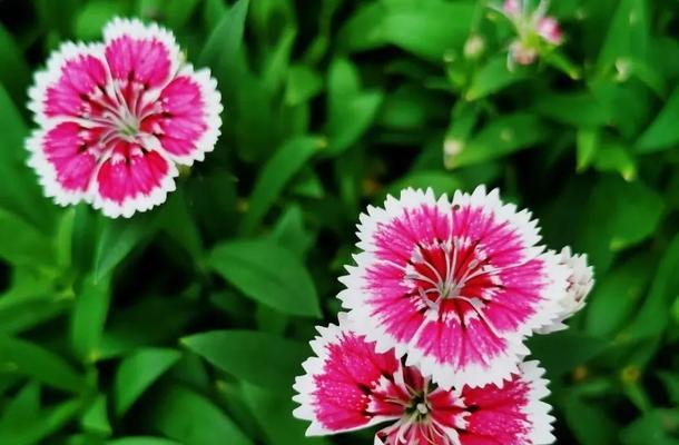 石竹兰花语是什么？了解石竹兰的象征意义？