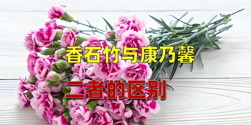 石竹兰花语是什么？了解石竹兰的象征意义？