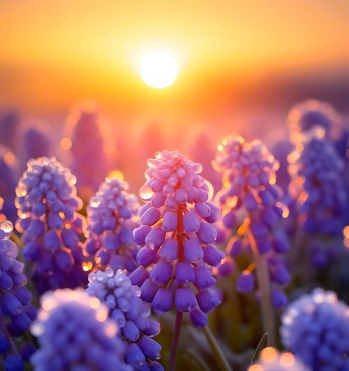 开放的花有哪些花语？开放的花语代表什么含义？