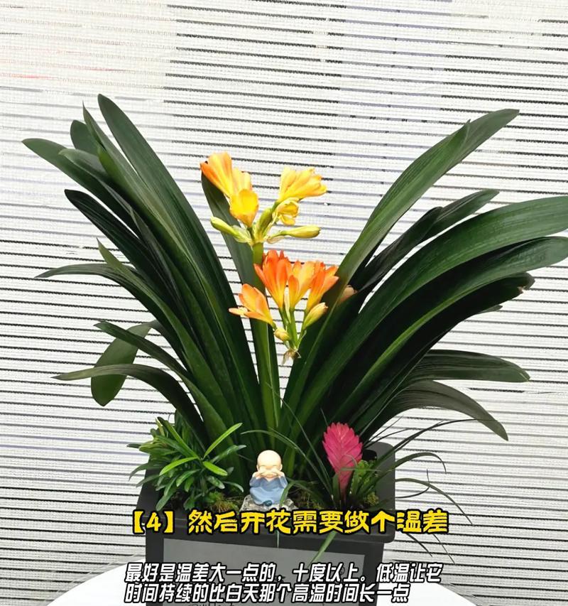 君子兰两颗一起种植的方法是什么？