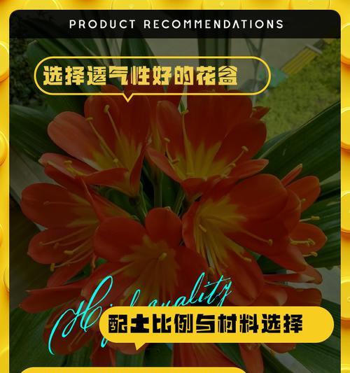 君子兰两颗一起种植的方法是什么？