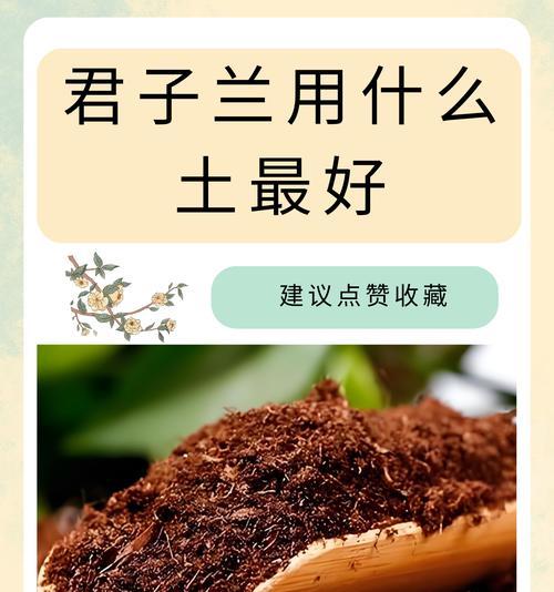 君子兰两颗一起种植的方法是什么？
