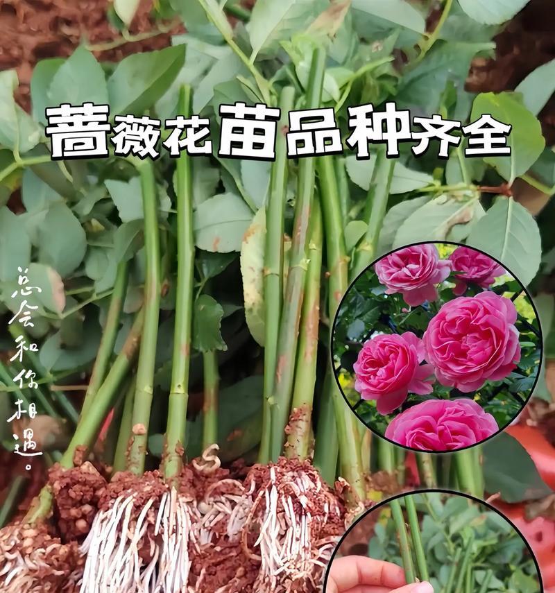 花季蔷薇的花语有哪些含义？
