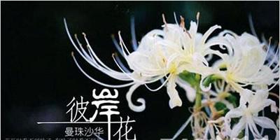 新娘床上铺花的花语是什么？它代表了什么？
