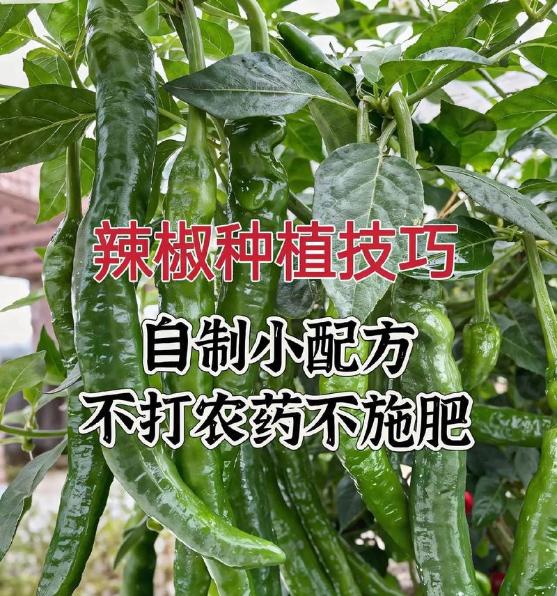 君子兰叶绿素施肥技巧是什么？有什么好处？