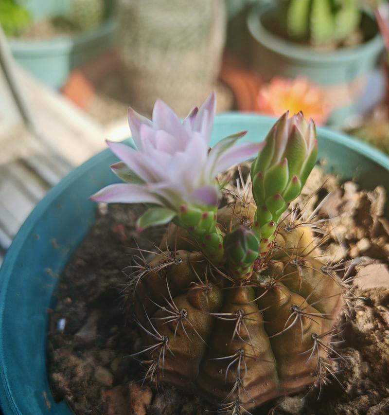 仙人球小球的种植方法是什么？怎样促进其快速生长？