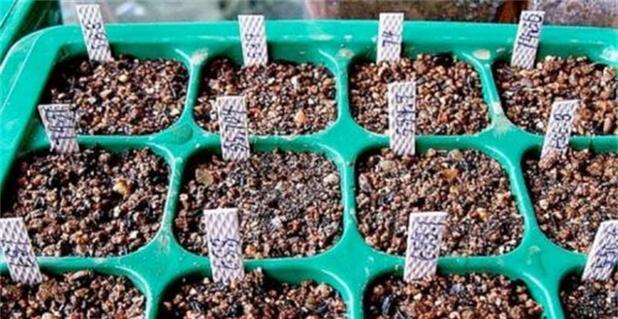 仙人球妖精的种植方法是什么？需要注意什么？