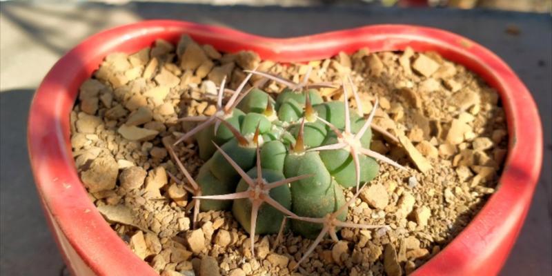 仙人球妖精的种植方法是什么？需要注意什么？