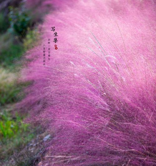 粉黛草的寓意和花语是什么？