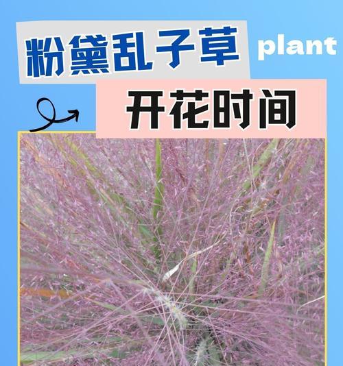 粉黛草的寓意和花语是什么？