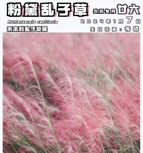 粉黛草的寓意和花语是什么？