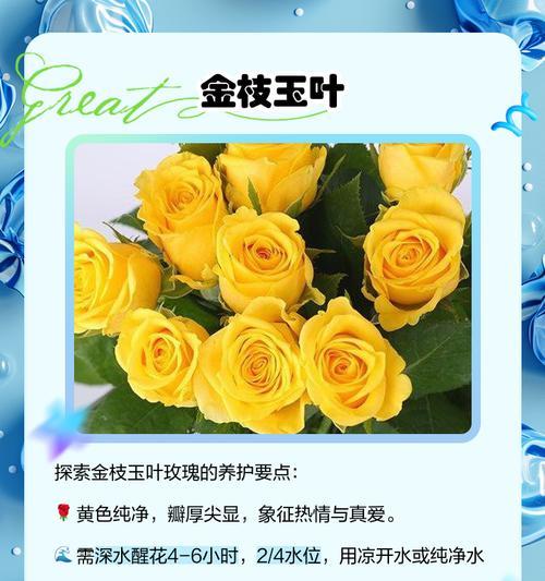 如何选择玫瑰花的优质品种？