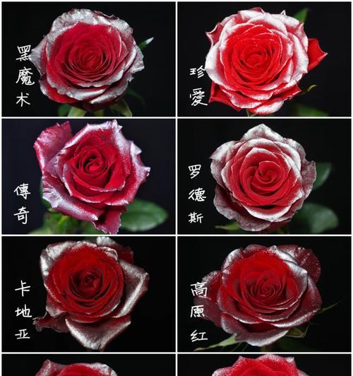 如何选择玫瑰花的优质品种？