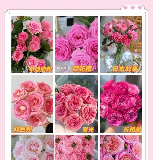 如何选择玫瑰花的优质品种？