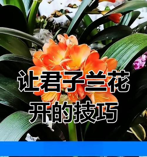 君子兰多年不开花的原因及解决方法？
