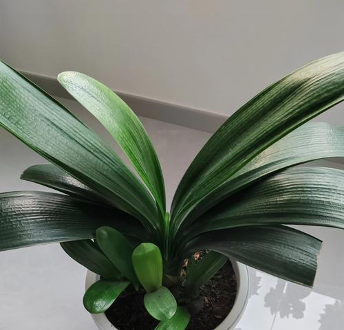 君子兰多年不开花的原因及解决方法？