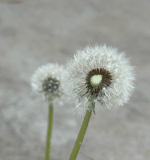 紫蒲公英的花语是什么？紫蒲公英代表了什么？