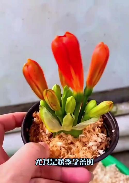 君子兰多年不开花的原因及解决方法？