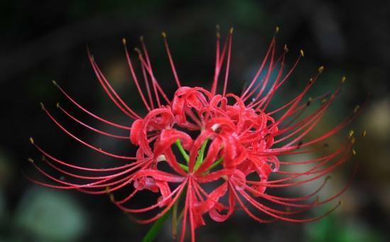哪种花的花语代表了可悲与绝望？