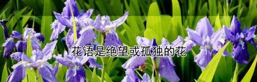 哪种花的花语代表了可悲与绝望？