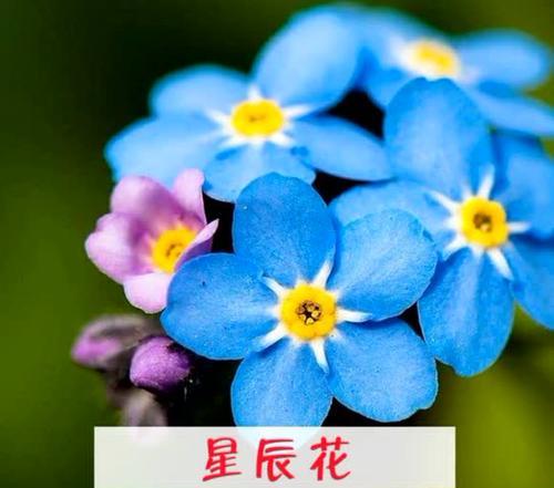广西有哪些爱情花语？它们分别代表什么？