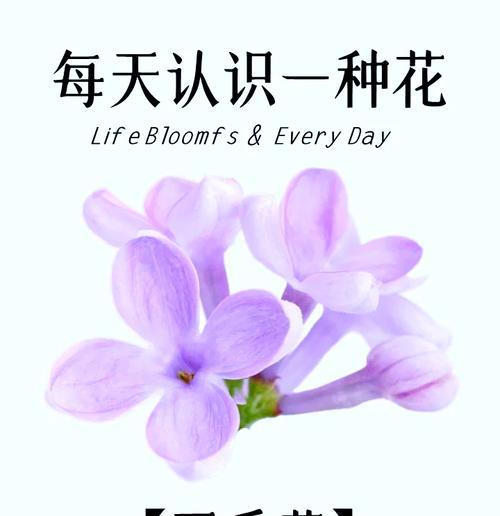 广西有哪些爱情花语？它们分别代表什么？
