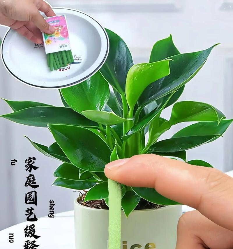 小绿花通常代表了什么含义？