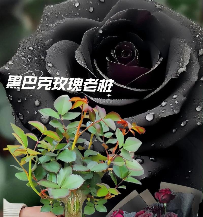 玫瑰花单株地栽的存活时间是多久？